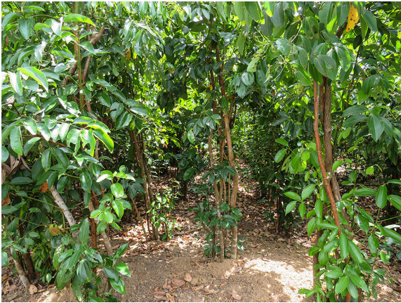 premium ceylon cinnamon