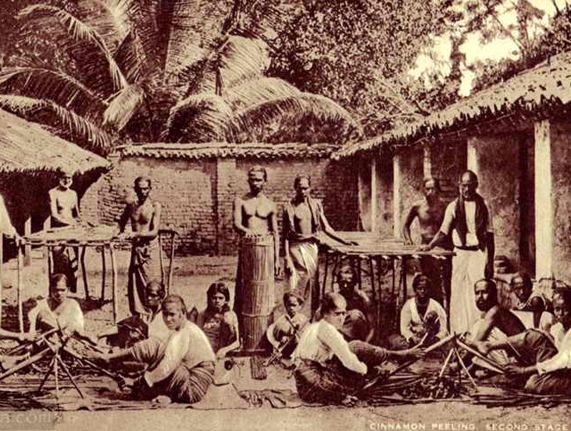 premium ceylon cinnamon